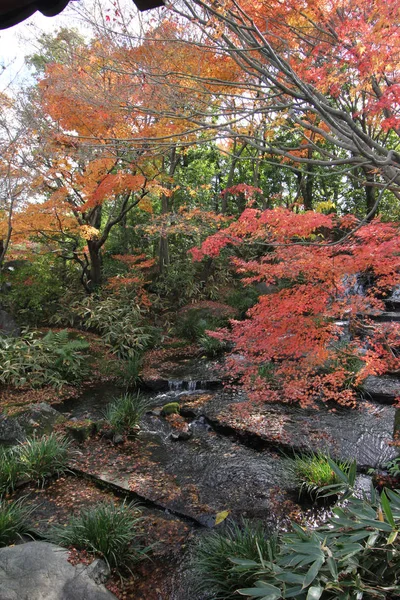 Φύλλα Σφενδάμου Αλλαγή Χρώματος Στην Ιαπωνία Φθινόπωρο — Φωτογραφία Αρχείου