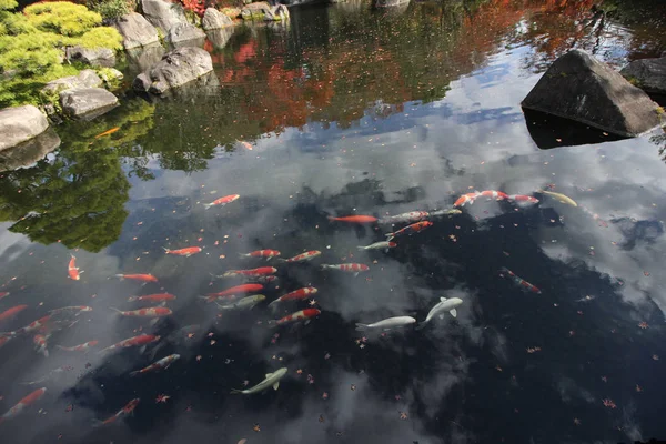 Jardín Kokoen Hermoso Jardín Cerca Del Castillo Himeji — Foto de Stock