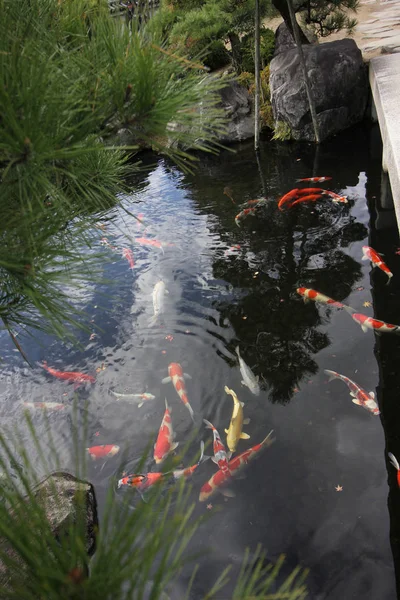 Kokoen Garden Schöner Garten Der Nähe Von Himeji Castle — Stockfoto