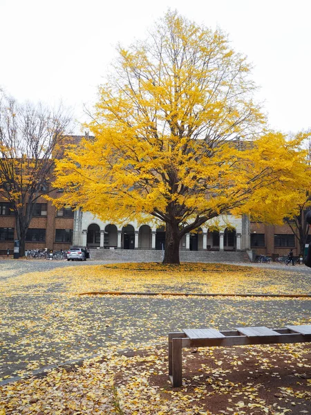 Ginkgo Japan Autumn — Stock Photo, Image