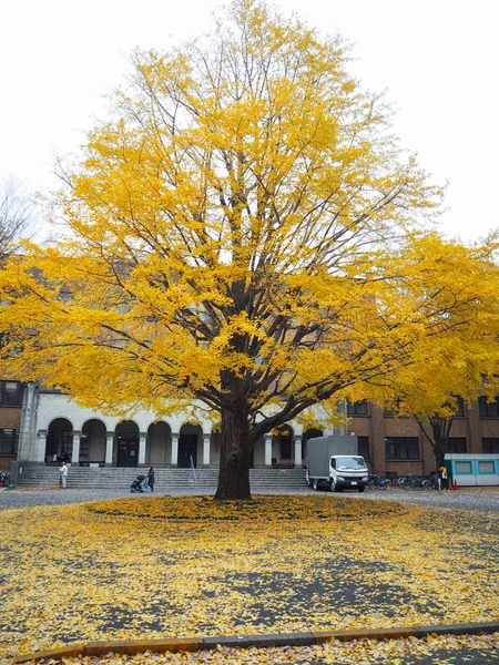 Ginkgo Japón Durante Otoño —  Fotos de Stock