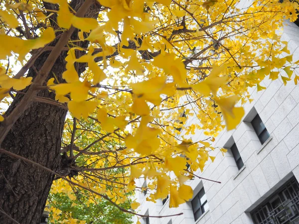 ginkgo tree  in Japan university during the autumn.
