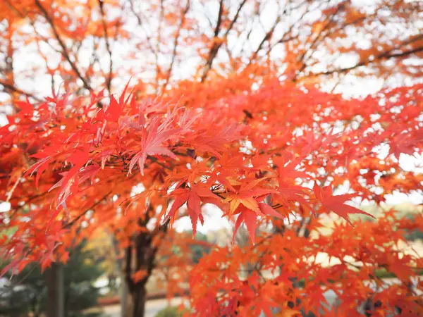 Liście Klonu Zmień Kolor Jesienią Japonia — Zdjęcie stockowe