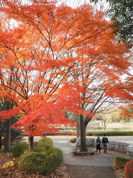 Las Hojas Arce Cambian Color Japón Otoño —  Fotos de Stock