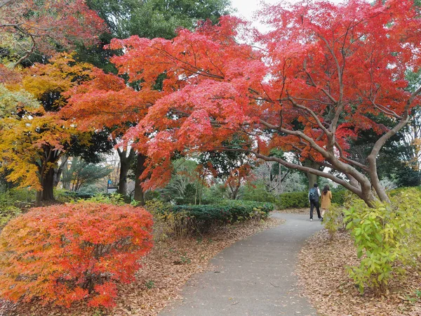 もみじは日本の秋の色の変更 — ストック写真