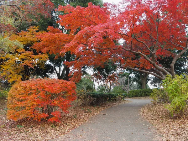 Foglie Acero Cambiano Colore Giappone Autunno — Foto Stock