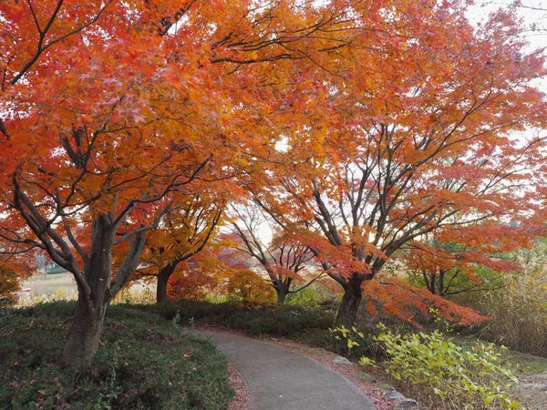 Maple leaves change color in Japan autumn.