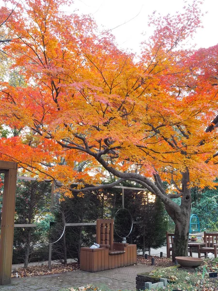 Las Hojas Arce Cambian Color Japón Otoño —  Fotos de Stock