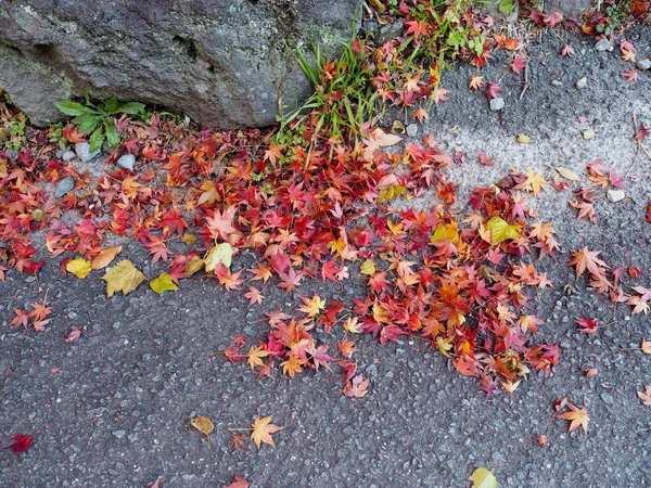 Maple leaves change color in Japan autumn.