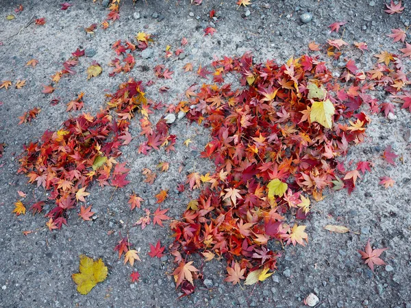 Maple leaves change color in Japan autumn.