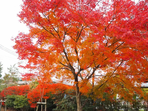 Кленовые Листья Меняют Цвет Осенью — стоковое фото