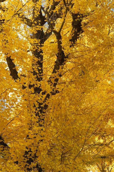 Ginkgo Japan Autumn Royalty Free Stock Images