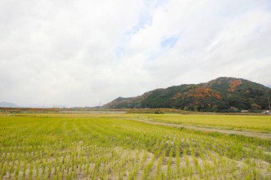 Alanları ve yaprakları renk değiştirme.