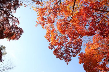 Akçaağaç rengini değiştir Japonya sonbaharda yaprakları..