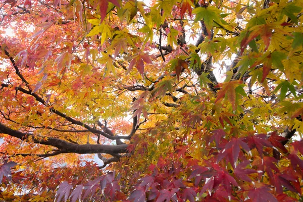 Maple leaves change color in Japan autumn.