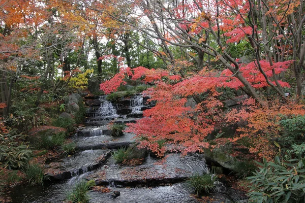 日本秋天枫叶变色 — 图库照片