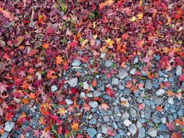 Akçaağaç rengini değiştir Japonya sonbaharda yaprakları..