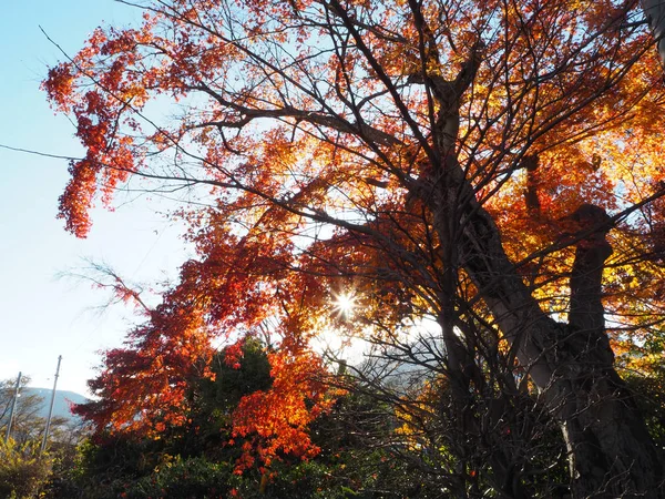 Maple leaves change color in Japan autumn.