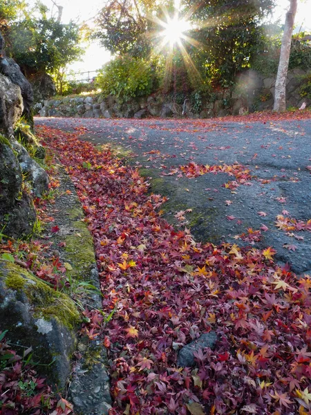 Maple Leaves Change Color Japan Autumn — Stock Photo, Image