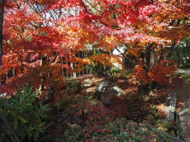 Akçaağaç rengini değiştir Japonya sonbaharda yaprakları..