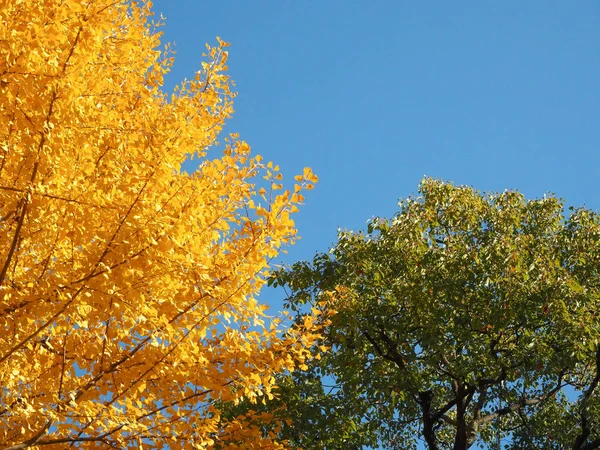 Árbol Ginkgo Universidad Japón Durante Otoño —  Fotos de Stock