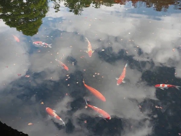 Taman Kokoen Taman Indah Dekat Istana Himeji — Stok Foto