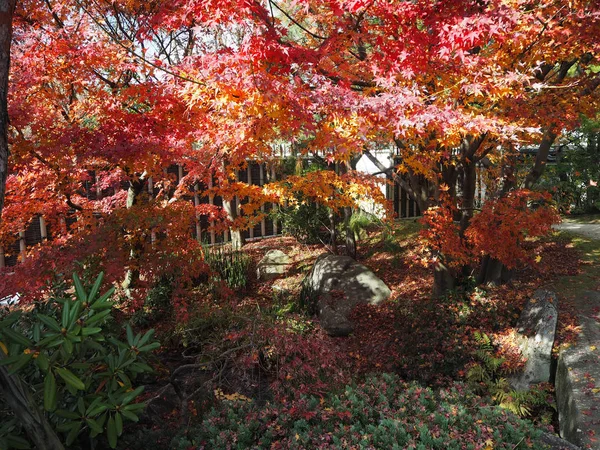 Akçaağaç rengini değiştir Japonya sonbaharda yaprakları..