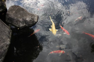 Himeji Castle yakınındaki Kokoen bahçe güzel bahçe
