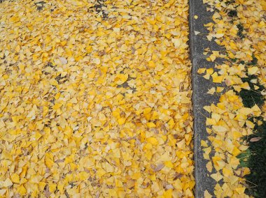 Sonbahar sırasında Japonya Ginkgo.