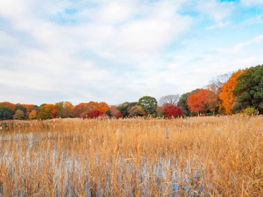 Akçaağaç rengini değiştir Japonya sonbaharda yaprakları..