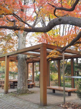 Akçaağaç rengini değiştir Japonya sonbaharda yaprakları..