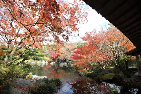 Akçaağaç rengini değiştir Japonya sonbaharda yaprakları..