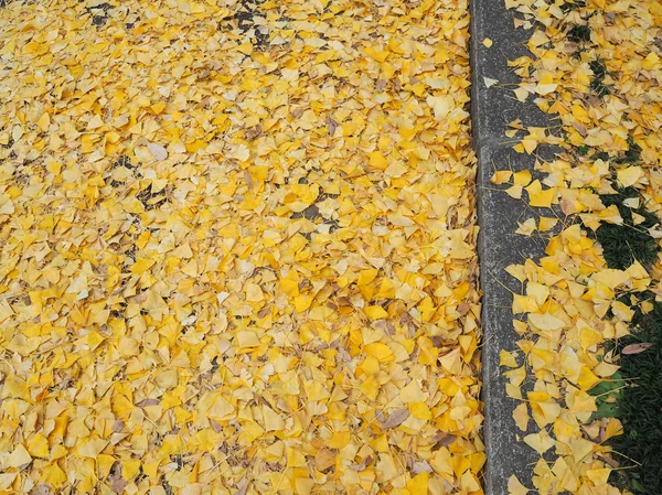 Sonbahar sırasında Japonya Ginkgo.