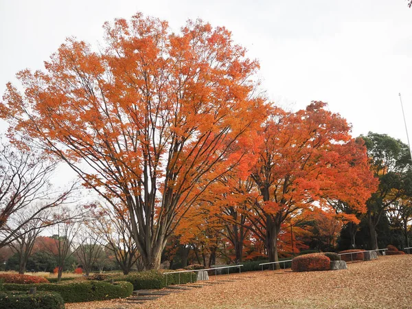 Maple leaves change color in Japan autumn.