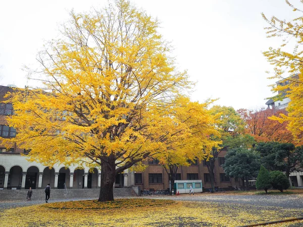 秋季日本银杏 — 图库照片