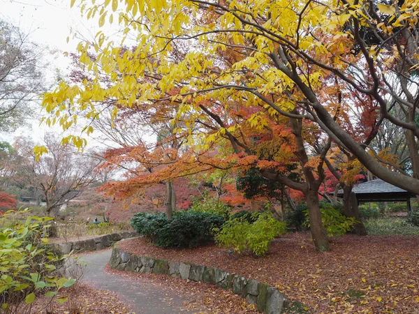 Foglie Acero Cambiano Colore Giappone Autunno — Foto Stock