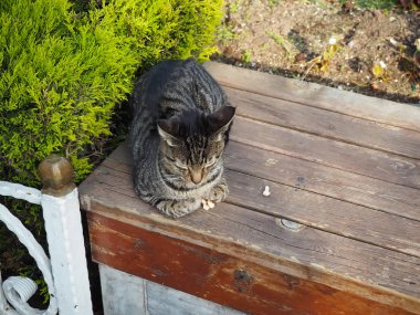 güneş ışığı altında bankta oturan sokak kedi