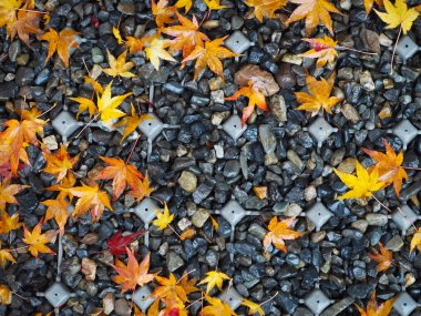 Akçaağaç rengini değiştir Japonya sonbaharda yaprakları..