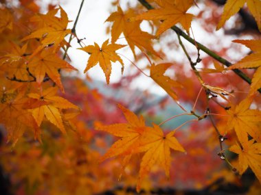 Akçaağaç rengini değiştir Japonya sonbaharda yaprakları..