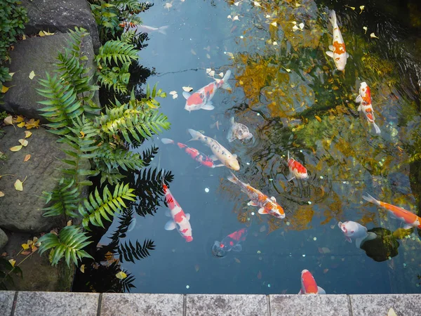 Fish Kokoen Garden Beautiful Garden Himeji Castle — Stock Photo, Image