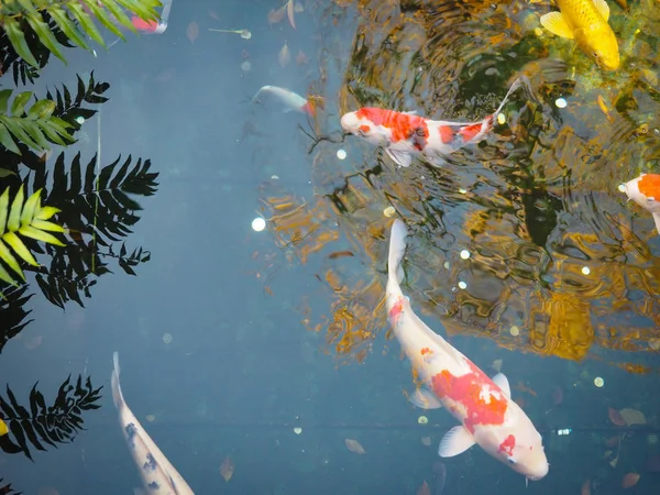 fish in Kokoen Garden Beautiful garden near Himeji Castle