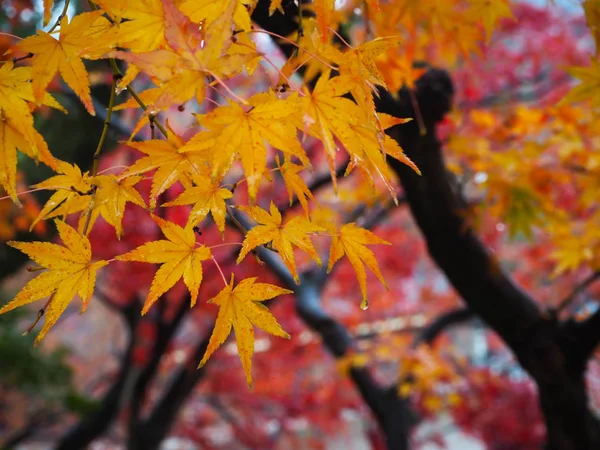 もみじは日本の秋の色の変更 — ストック写真