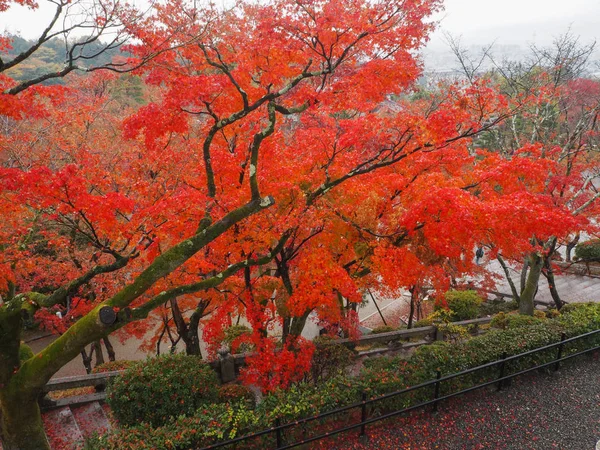 Las Hojas Arce Cambian Color Japón Otoño —  Fotos de Stock