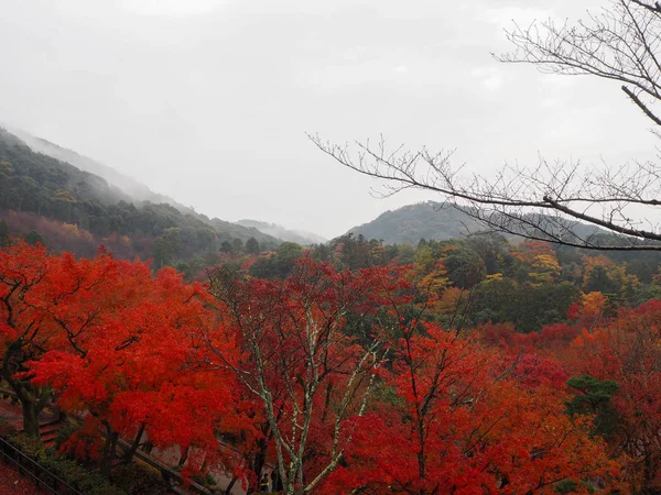 Las Hojas Arce Cambian Color Japón Otoño — Foto de Stock