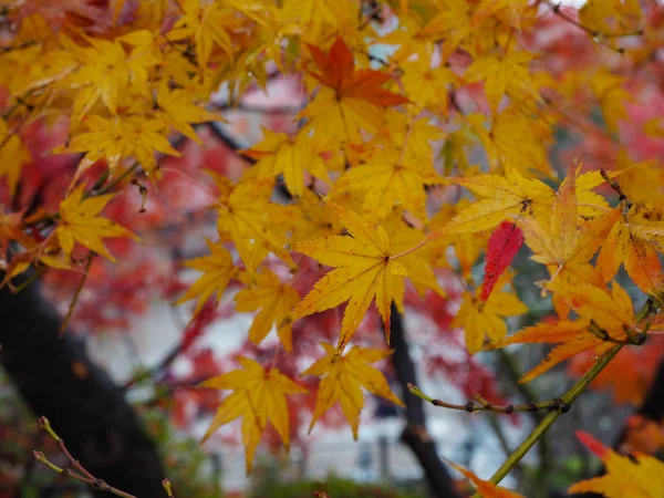Liście Klonu Zmień Kolor Jesienią Japonia — Zdjęcie stockowe