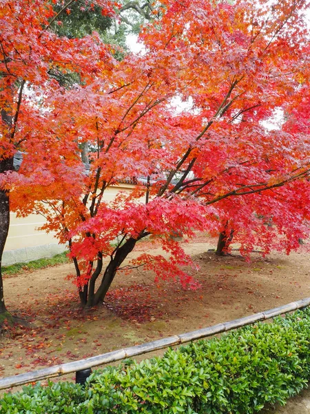 Liście Klonu Zmień Kolor Jesienią Japonia — Zdjęcie stockowe