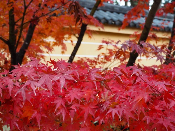 もみじは日本の秋の色の変更 — ストック写真