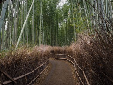 Arashiyama, güzel bambu grove.