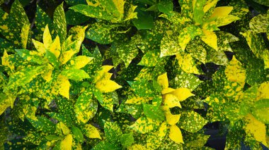 Ağaçları ve güzel sabah ışığında