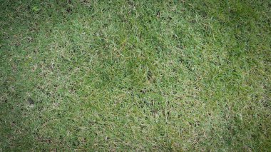 Ağaçları ve güzel sabah ışığında